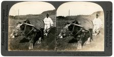Farming near Seoul, South Korea, 1900s.Artist: Keystone