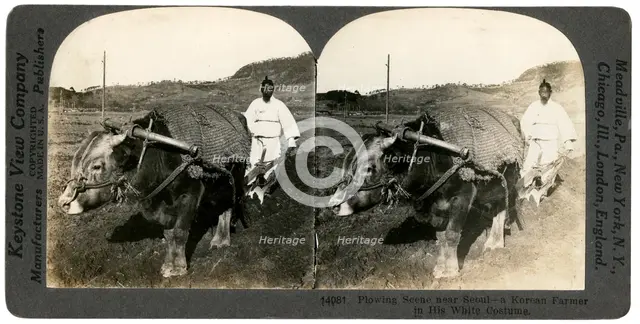 Farming near Seoul, South Korea, 1900s.Artist: Keystone