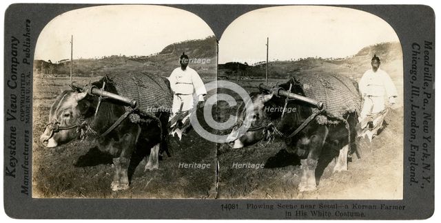 Farming near Seoul, South Korea, 1900s.Artist: Keystone