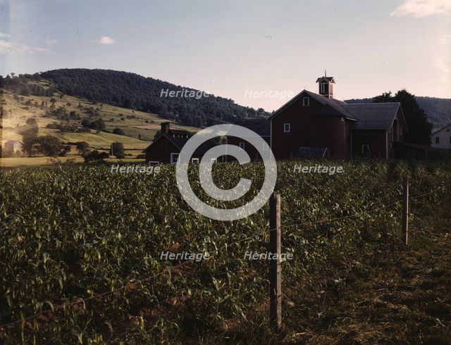 Farmland along the Delaware River, N.Y., 1943. Creator: John Collier.