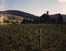Farmland along the Delaware River, N.Y., 1943. Creator: John Collier