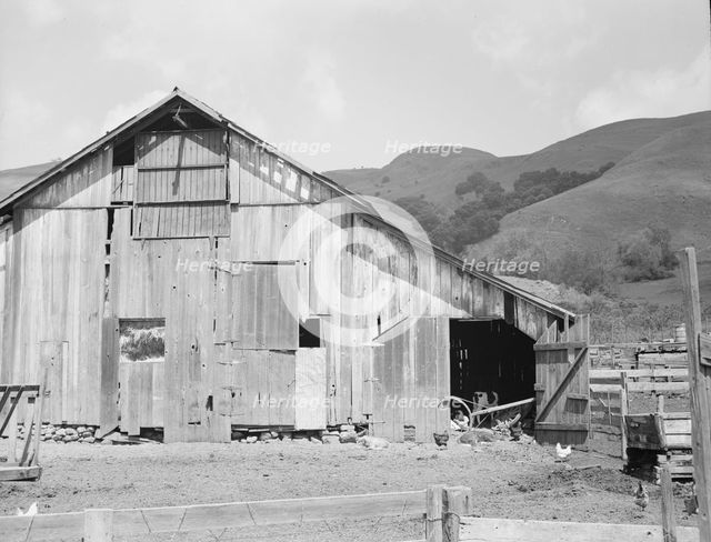 Farmyard of small Italian farmer, Santa Clara County, California, 1939. Creator: Dorothea Lange.