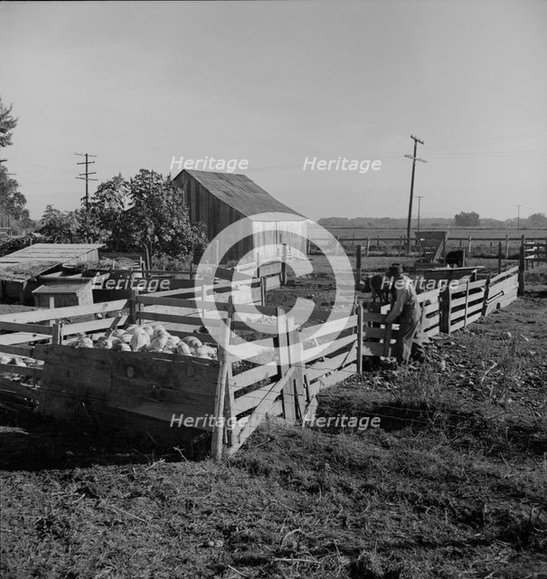 Farmyard of rural rehabilitation client, Tulare County, California, 1938. Creator: Dorothea Lange.