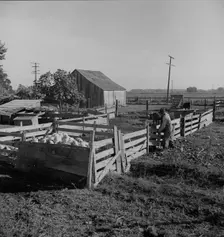 Farmyard of rural rehabilitation client, Tulare County, California, 1938. Creator: Dorothea Lange