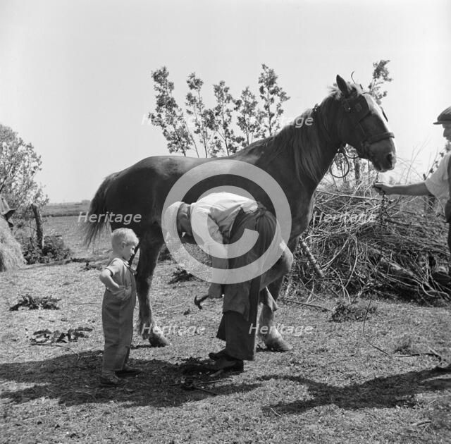 Farrier at Soham, Cambridgeshire, 1948.  Artist: Hallam Ashley