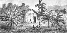 Fetiche Banana trees; The Gaboon. 1875. Creator: Unknown