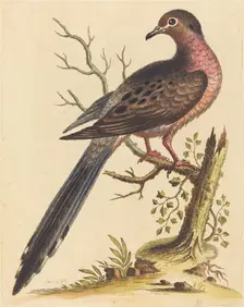 Fedoa Americana pectore ruso, 1740. Creator: George Edwards