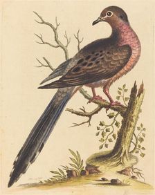 Fedoa Americana pectore ruso, 1740. Creator: George Edwards