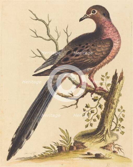 Fedoa Americana pectore ruso, 1740. Creator: George Edwards.