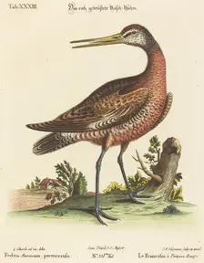 Fedoa Americana, pectore ruso. Creator: Johann Michael Seligmann