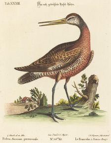 Fedoa Americana, pectore ruso. Creator: Johann Michael Seligmann