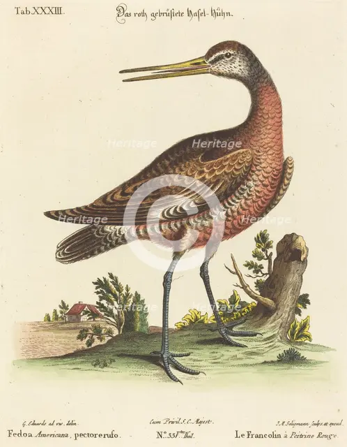 Fedoa Americana, pectore ruso. Creator: Johann Michael Seligmann.