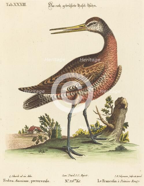 Fedoa Americana, pectore ruso. Creator: Johann Michael Seligmann.