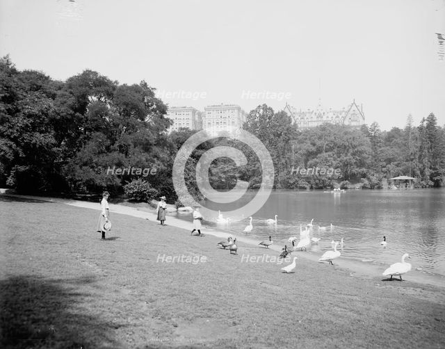 Feeding the swans, Central Park, New York, c1903. Creator: Unknown.