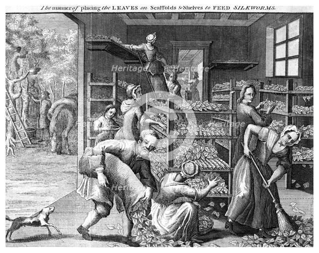 Feeding silkworms, 18th century(?). Artist: Unknown