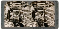 Feeding silkworms their breakfast of mulberry leaves, Lebanon mountains, Syria, 20th century. Artist: Underwood & Underwood