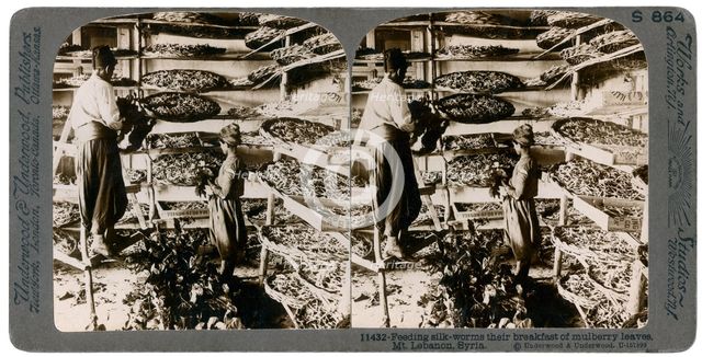 Feeding silkworms their breakfast of mulberry leaves, Lebanon mountains, Syria, 20th century. Artist: Underwood & Underwood