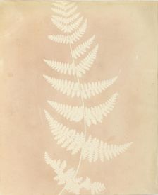 Felce, 1839. Creator: William Henry Fox Talbot