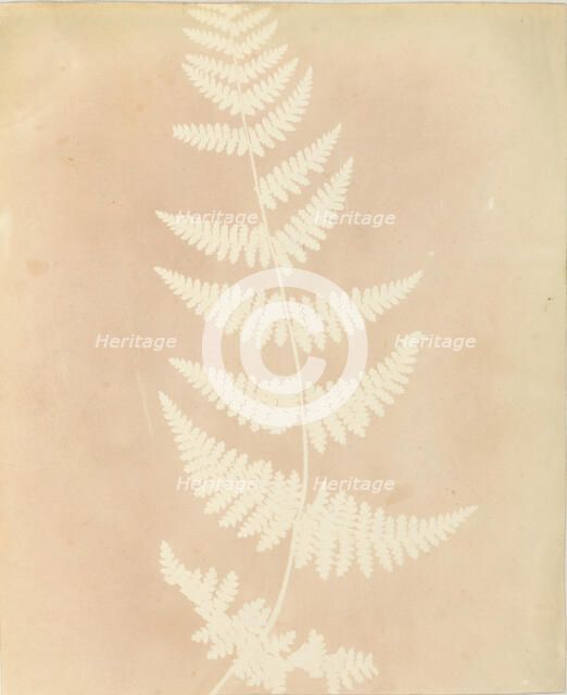 Felce, 1839. Creator: William Henry Fox Talbot.