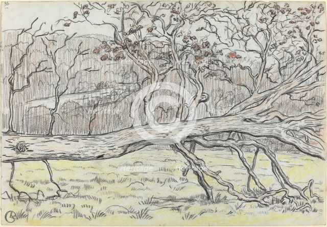 Felled Tree, Normandy, 1898. Creator: Georges Lacombe.