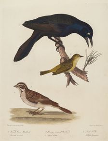 Female Crow Blackbird, Orange-Crowned Warbler, Lark Finch. Creator: Alexander Lawson
