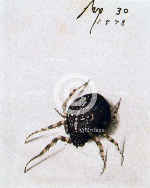'Female Spider', 1578. Artist: Joris Hoefnagel