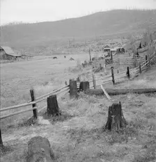 Fenced pasture on cut-over farm, Priest River Valley, Bonner County, Idaho, 1939. Creator: Dorothea Lange