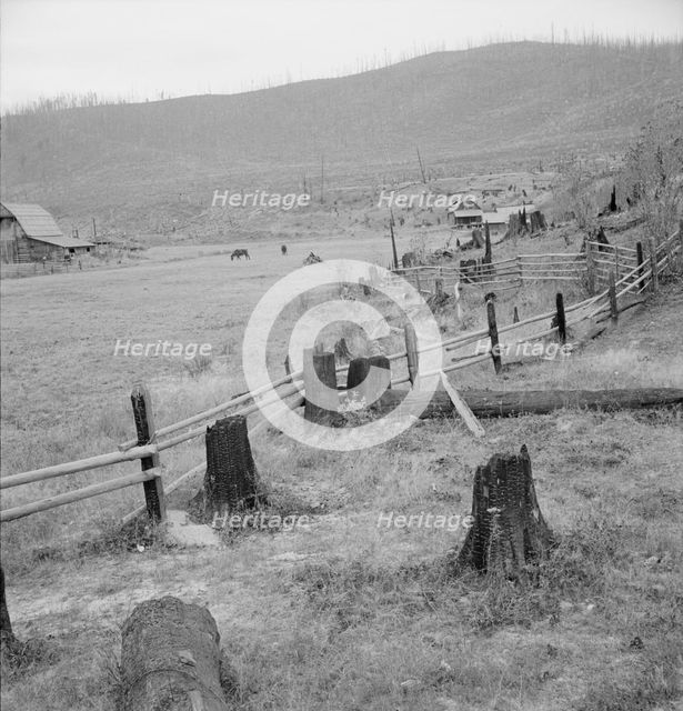 Fenced pasture on cut-over farm, Priest River Valley, Bonner County, Idaho, 1939. Creator: Dorothea Lange.