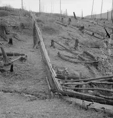 Fencing on new farms in cut-over area, Priest River Valley, Bonner County, Idaho, 1939. Creator: Dorothea Lange