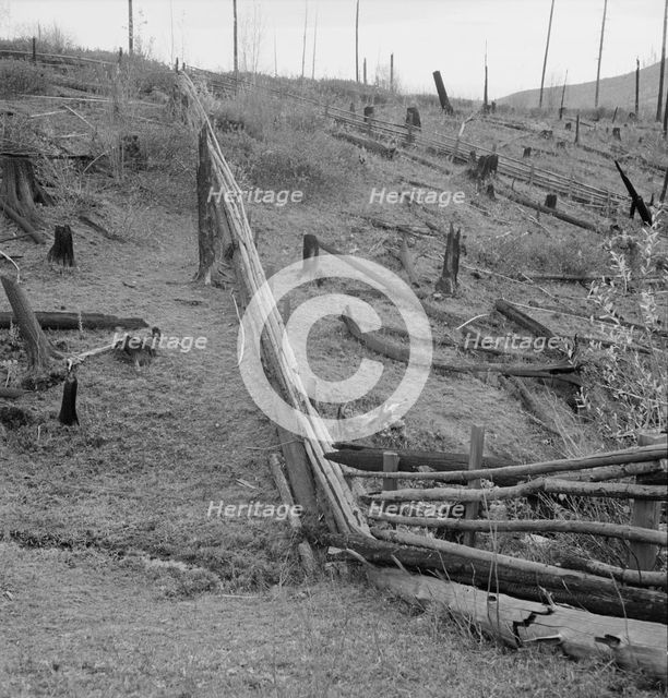 Fencing on new farms in cut-over area, Priest River Valley, Bonner County, Idaho, 1939. Creator: Dorothea Lange.