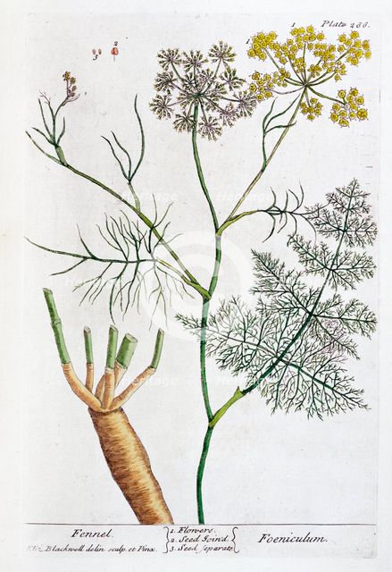 Fennel, 1782. Creator: Elizabeth Blackwell.