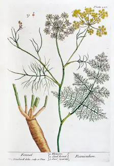 Fennel, 1782. Creator: Elizabeth Blackwell