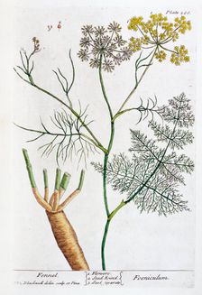 Fennel, 1782. Creator: Elizabeth Blackwell