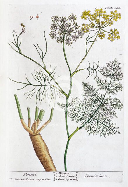 Fennel, 1782. Artist: Elizabeth Blackwell