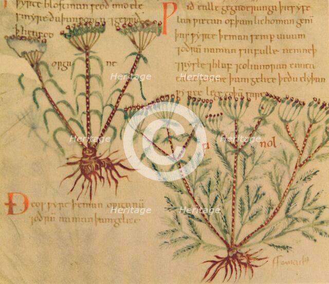 'Fennel', 1947. Artist: Unknown.