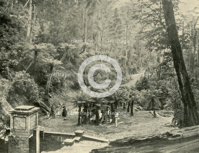 'Fern Tree Bower and Track, Mount Wellington', 1901. Creator: Unknown.