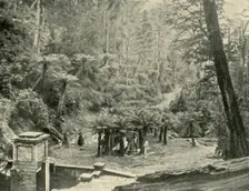 Fern Tree Bower and Track, Mount Wellington 1901. Creator: Unknown