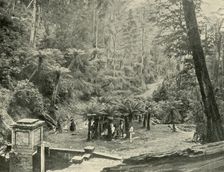 Fern Tree Bower and Track, Mount Wellington 1901. Creator: Unknown