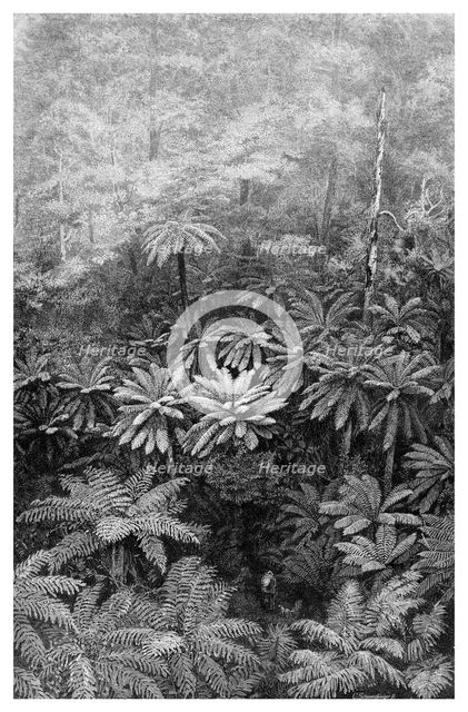 Fern Tree Gully, Australia, 1886. Artist: Unknown