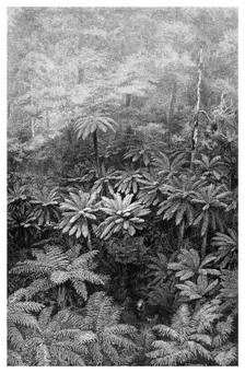 Fern Tree Gully, Australia, 1886