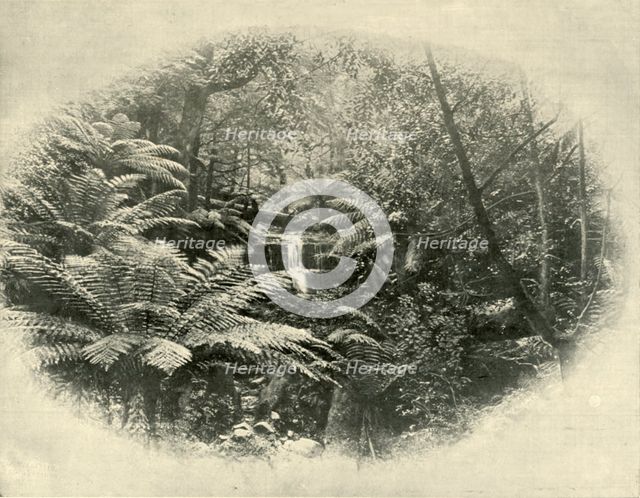 'Fern Tree Gully, Tasmania', 1901. Creator: Unknown.