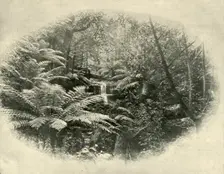 Fern Tree Gully, Tasmania 1901. Creator: Unknown