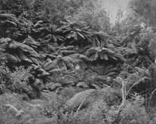 Fern-Tree Valley, Under Mount Wellington 19th century