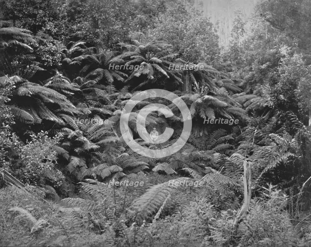 'Fern-Tree Valley, Under Mount Wellington', 19th century. Artist: Unknown.