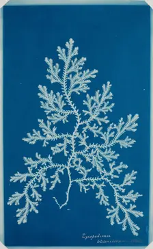 Fern from the "Hatton Album", between 1840 and 1859. Creator: Unknown