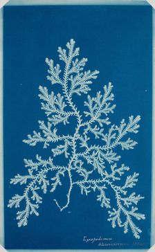 Fern from the "Hatton Album", between 1840 and 1859. Creator: Unknown