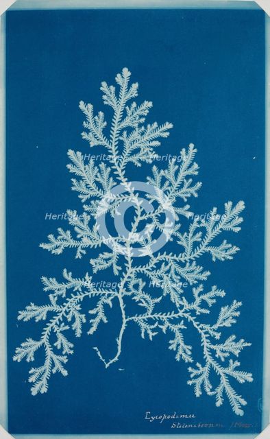 Fern from the "Hatton Album", between 1840 and 1859. Creator: Unknown.