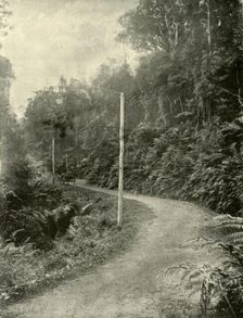 Fern Growth, Illawarra, New South Wales 1901. Creator: Unknown