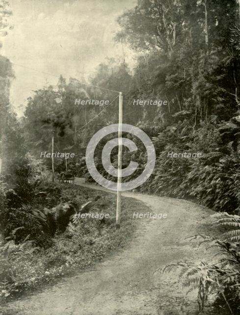 'Fern Growth, Illawarra, New South Wales', 1901. Creator: Unknown.