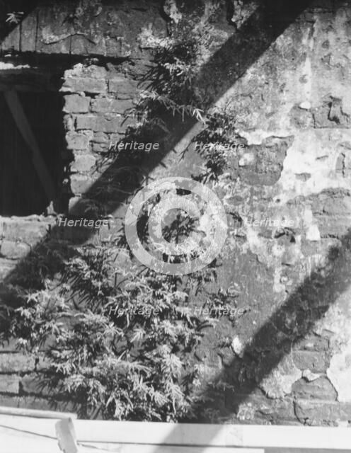 Ferns growing in a wall, New Orleans or Charleston, South Carolina, between 1920 and 1926. Creator: Arnold Genthe.